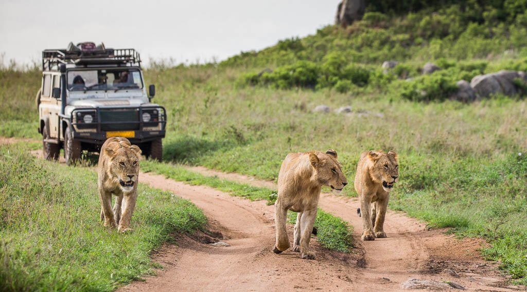 GameDriveinSerengeti